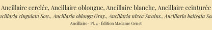 Ancillaria cingulata, Ancillaria oblonga, Ancillaria nivea and Ancillaria balteata — Ancillaire cerclée, Ancillaire oblongue, Ancillaire blanche and Ancillaire ceinturée, hand-engraved plate 4 from Kiener, Coquilles vivantes, Paris.