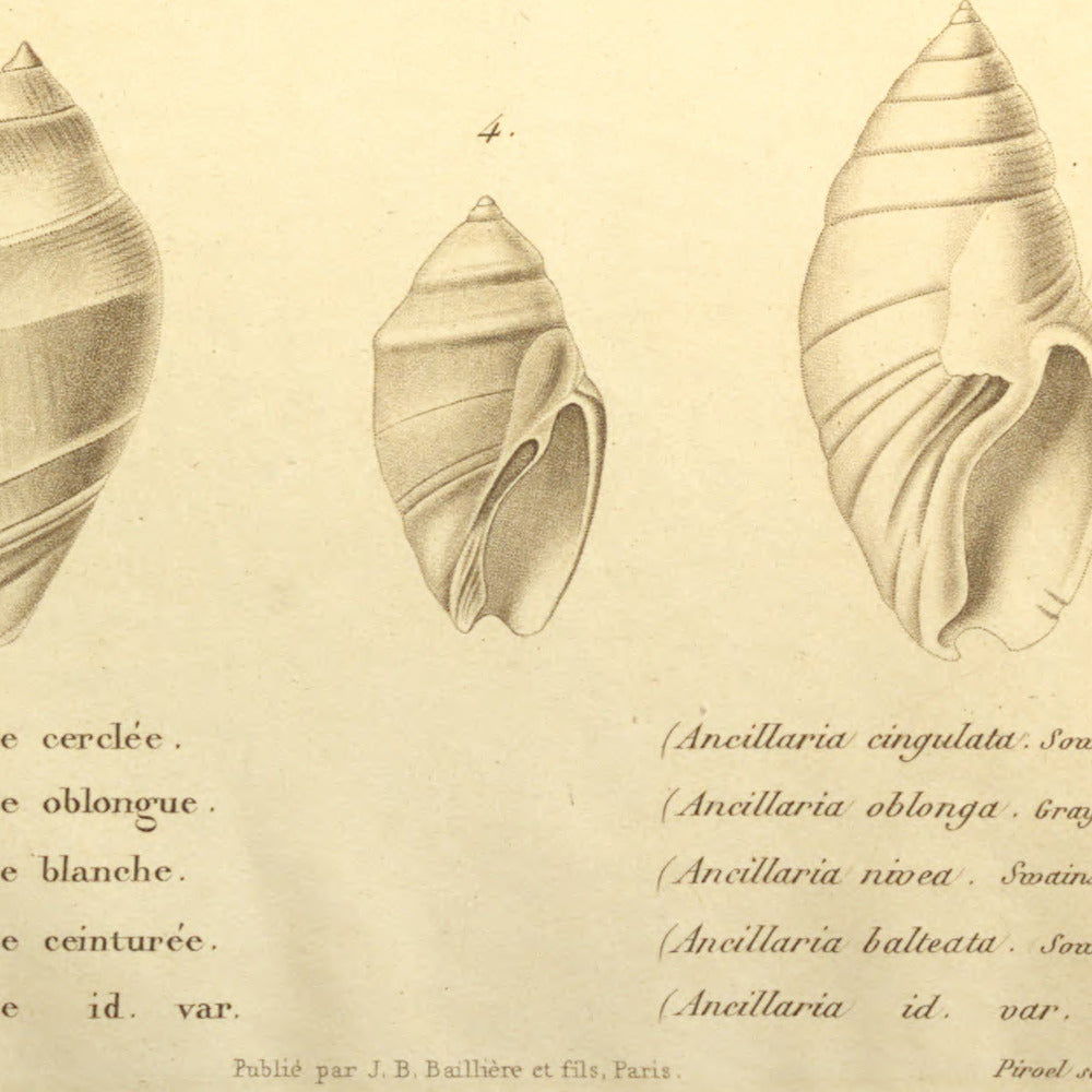 Ancillaria cingulata, Ancillaria oblonga, Ancillaria nivea and Ancillaria balteata — Ancillaire cerclée, Ancillaire oblongue, Ancillaire blanche and Ancillaire ceinturée, hand-engraved plate 4 from Kiener, Coquilles vivantes, Paris.