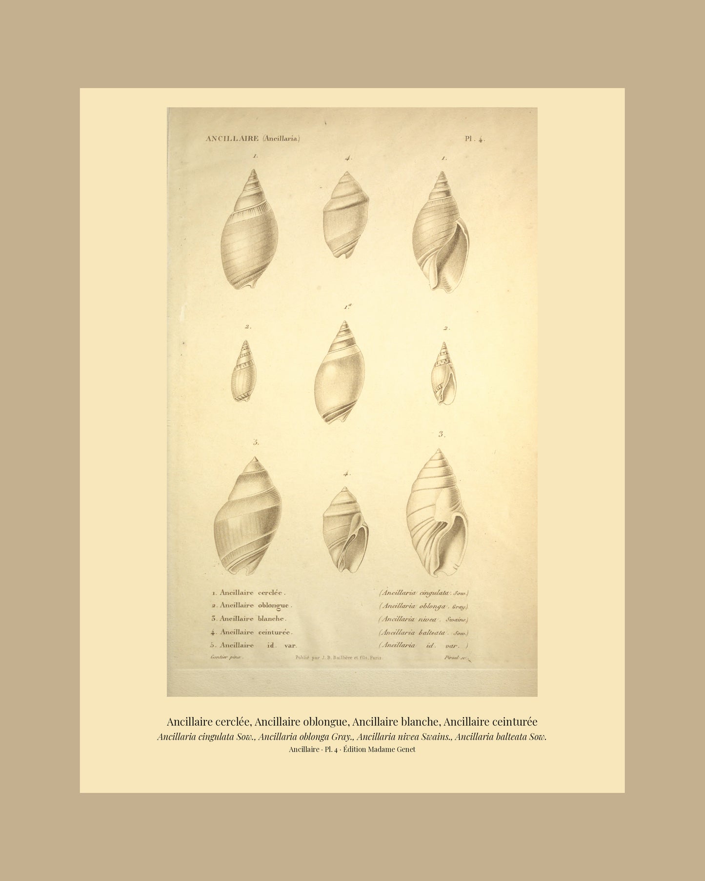 Ancillaria cingulata, Ancillaria oblonga, Ancillaria nivea and Ancillaria balteata — Ancillaire cerclée, Ancillaire oblongue, Ancillaire blanche and Ancillaire ceinturée, hand-engraved plate 4 from Kiener, Coquilles vivantes, Paris.