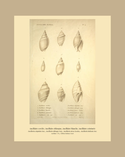 Ancillaria cingulata, Ancillaria oblonga, Ancillaria nivea and Ancillaria balteata — Ancillaire cerclée, Ancillaire oblongue, Ancillaire blanche and Ancillaire ceinturée, hand-engraved plate 4 from Kiener, Coquilles vivantes, Paris.