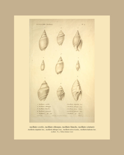 Ancillaria cingulata, Ancillaria oblonga, Ancillaria nivea and Ancillaria balteata — Ancillaire cerclée, Ancillaire oblongue, Ancillaire blanche and Ancillaire ceinturée, hand-engraved plate 4 from Kiener, Coquilles vivantes, Paris.