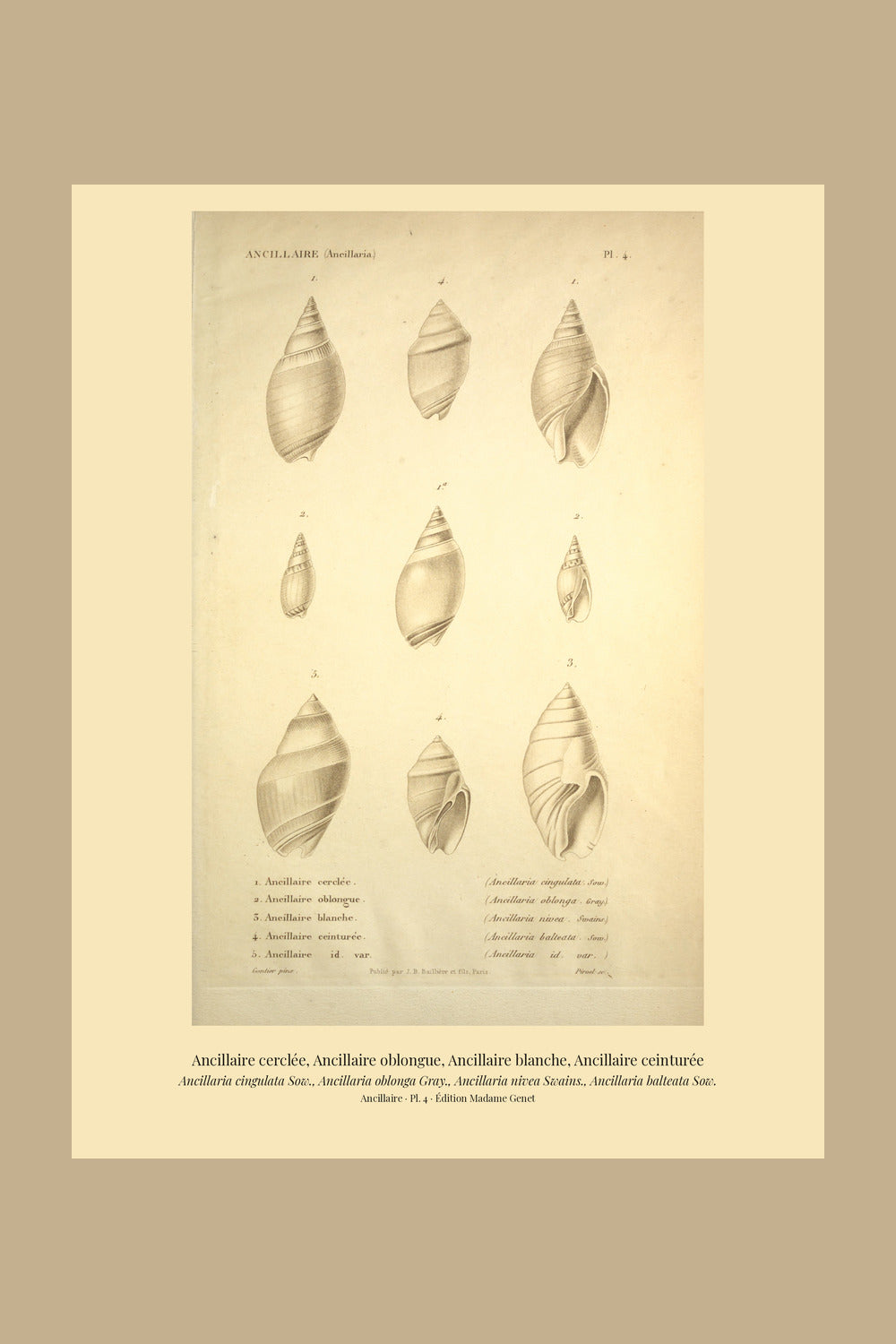 Ancillaria cingulata, Ancillaria oblonga, Ancillaria nivea and Ancillaria balteata — Ancillaire cerclée, Ancillaire oblongue, Ancillaire blanche and Ancillaire ceinturée, hand-engraved plate 4 from Kiener, Coquilles vivantes, Paris.