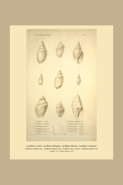 Ancillaria cingulata, Ancillaria oblonga, Ancillaria nivea and Ancillaria balteata — Ancillaire cerclée, Ancillaire oblongue, Ancillaire blanche and Ancillaire ceinturée, hand-engraved plate 4 from Kiener, Coquilles vivantes, Paris.