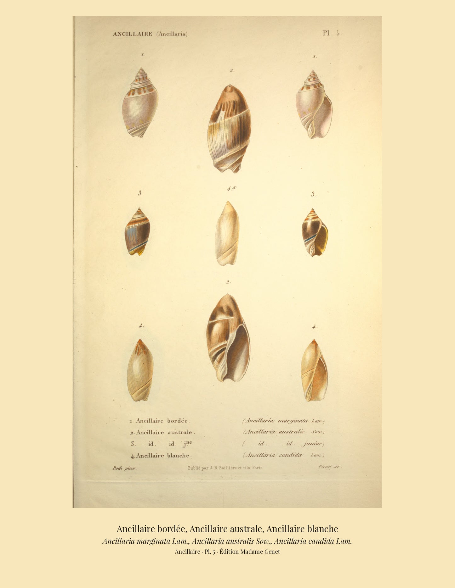 Ancillaria marginata, Ancillaria australis and Ancillaria candida — Ancillaire bordée, Ancillaire australe and Ancillaire blanche, hand-engraved plate 5 from Kiener, Coquilles vivantes, Paris.