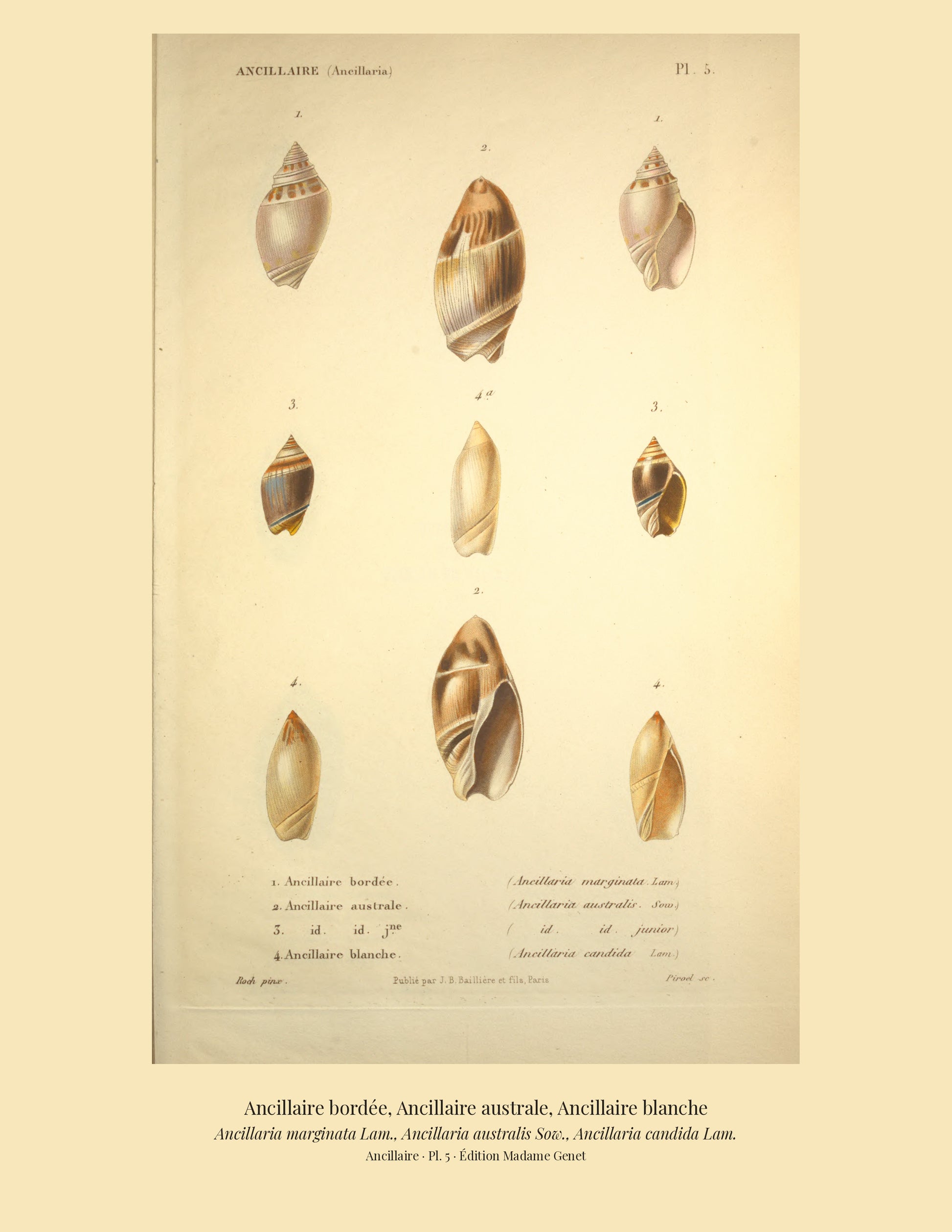 Ancillaria marginata, Ancillaria australis and Ancillaria candida — Ancillaire bordée, Ancillaire australe and Ancillaire blanche, hand-engraved plate 5 from Kiener, Coquilles vivantes, Paris.