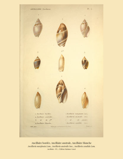 Ancillaria marginata, Ancillaria australis and Ancillaria candida — Ancillaire bordée, Ancillaire australe and Ancillaire blanche, hand-engraved plate 5 from Kiener, Coquilles vivantes, Paris.
