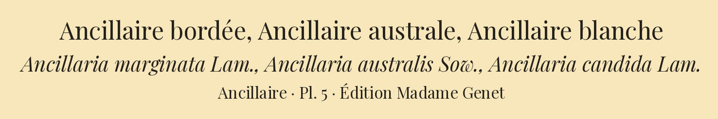 Ancillaria marginata, Ancillaria australis and Ancillaria candida — Ancillaire bordée, Ancillaire australe and Ancillaire blanche, hand-engraved plate 5 from Kiener, Coquilles vivantes, Paris.