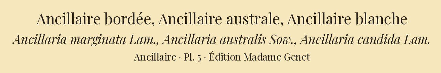 Ancillaria marginata, Ancillaria australis and Ancillaria candida — Ancillaire bordée, Ancillaire australe and Ancillaire blanche, hand-engraved plate 5 from Kiener, Coquilles vivantes, Paris.