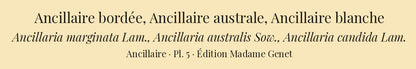 Ancillaria marginata, Ancillaria australis and Ancillaria candida — Ancillaire bordée, Ancillaire australe and Ancillaire blanche, hand-engraved plate 5 from Kiener, Coquilles vivantes, Paris.