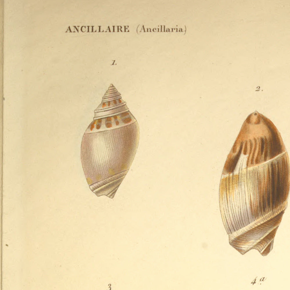 Ancillaria marginata, Ancillaria australis and Ancillaria candida — Ancillaire bordée, Ancillaire australe and Ancillaire blanche, hand-engraved plate 5 from Kiener, Coquilles vivantes, Paris.