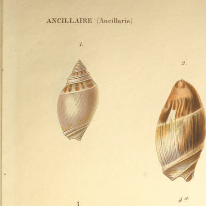 Ancillaria marginata, Ancillaria australis and Ancillaria candida — Ancillaire bordée, Ancillaire australe and Ancillaire blanche, hand-engraved plate 5 from Kiener, Coquilles vivantes, Paris.
