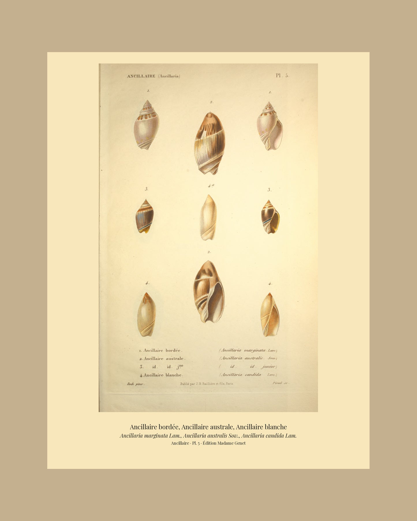 Ancillaria marginata, Ancillaria australis and Ancillaria candida — Ancillaire bordée, Ancillaire australe and Ancillaire blanche, hand-engraved plate 5 from Kiener, Coquilles vivantes, Paris.