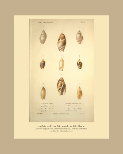 Ancillaria marginata, Ancillaria australis and Ancillaria candida — Ancillaire bordée, Ancillaire australe and Ancillaire blanche, hand-engraved plate 5 from Kiener, Coquilles vivantes, Paris.
