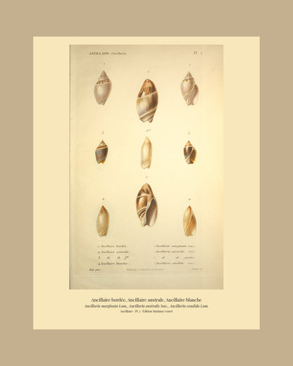 Ancillaria marginata, Ancillaria australis and Ancillaria candida — Ancillaire bordée, Ancillaire australe and Ancillaire blanche, hand-engraved plate 5 from Kiener, Coquilles vivantes, Paris.
