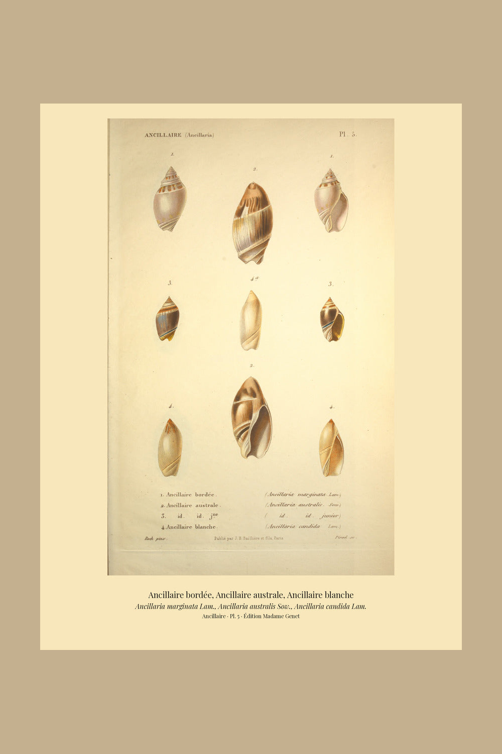 Ancillaria marginata, Ancillaria australis and Ancillaria candida — Ancillaire bordée, Ancillaire australe and Ancillaire blanche, hand-engraved plate 5 from Kiener, Coquilles vivantes, Paris.