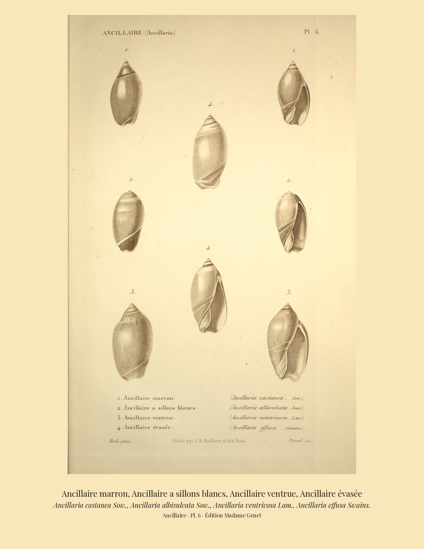 Ancillaria castanea, Ancillaria albisulcata, Ancillaria ventricosa and Ancillaria effusa — Ancillaire marron, Ancillaire a sillons blancs, Ancillaire ventrue and Ancillaire évasée, hand-engraved plate 6 from Kiener, Coquilles vivantes, Paris.