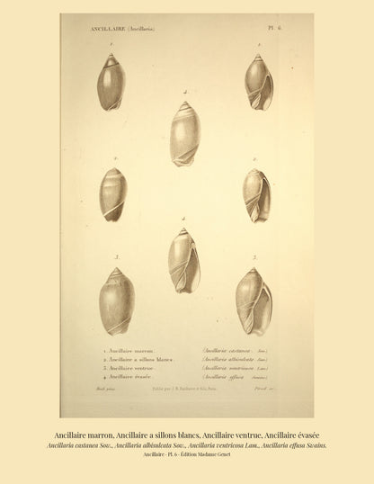 Ancillaria castanea, Ancillaria albisulcata, Ancillaria ventricosa and Ancillaria effusa — Ancillaire marron, Ancillaire a sillons blancs, Ancillaire ventrue and Ancillaire évasée, hand-engraved plate 6 from Kiener, Coquilles vivantes, Paris.