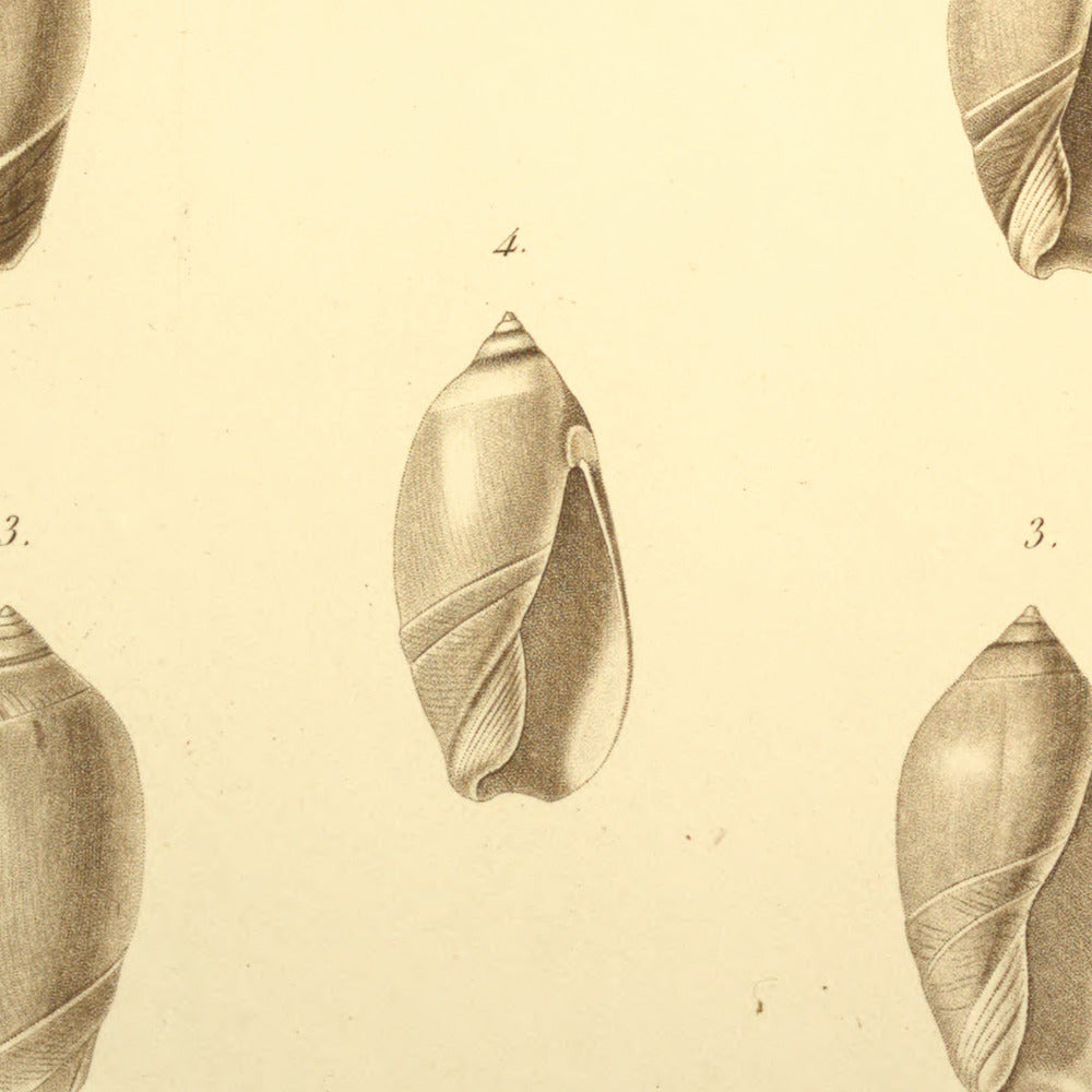 Ancillaria castanea, Ancillaria albisulcata, Ancillaria ventricosa and Ancillaria effusa — Ancillaire marron, Ancillaire a sillons blancs, Ancillaire ventrue and Ancillaire évasée, hand-engraved plate 6 from Kiener, Coquilles vivantes, Paris.