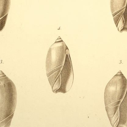 Ancillaria castanea, Ancillaria albisulcata, Ancillaria ventricosa and Ancillaria effusa — Ancillaire marron, Ancillaire a sillons blancs, Ancillaire ventrue and Ancillaire évasée, hand-engraved plate 6 from Kiener, Coquilles vivantes, Paris.