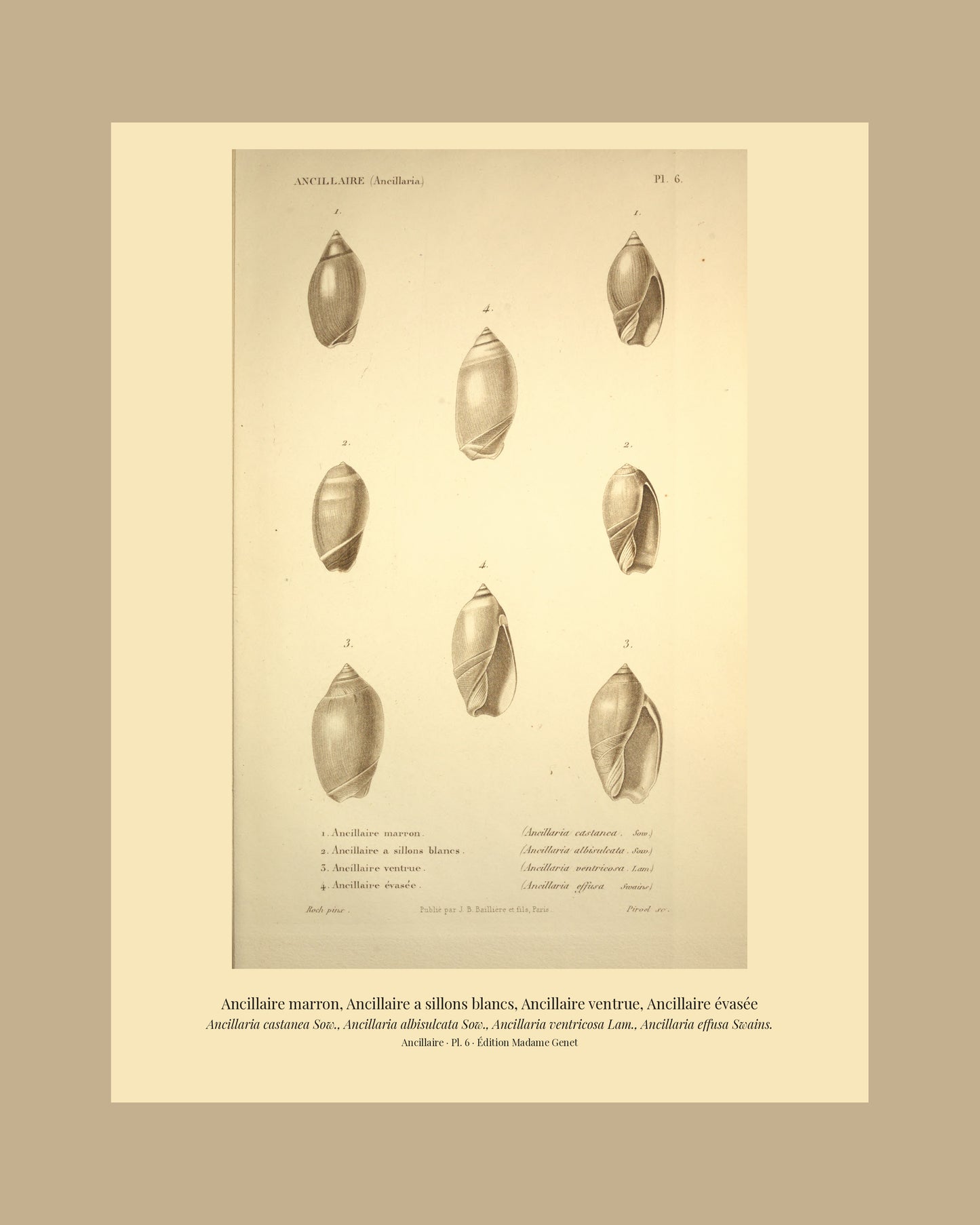 Ancillaria castanea, Ancillaria albisulcata, Ancillaria ventricosa and Ancillaria effusa — Ancillaire marron, Ancillaire a sillons blancs, Ancillaire ventrue and Ancillaire évasée, hand-engraved plate 6 from Kiener, Coquilles vivantes, Paris.