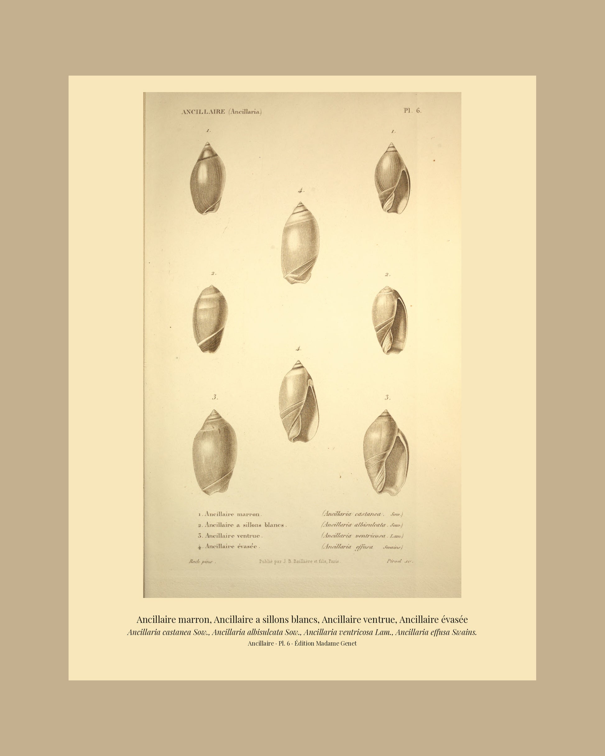 Ancillaria castanea, Ancillaria albisulcata, Ancillaria ventricosa and Ancillaria effusa — Ancillaire marron, Ancillaire a sillons blancs, Ancillaire ventrue and Ancillaire évasée, hand-engraved plate 6 from Kiener, Coquilles vivantes, Paris.