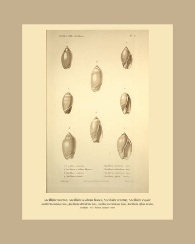 Ancillaria castanea, Ancillaria albisulcata, Ancillaria ventricosa and Ancillaria effusa — Ancillaire marron, Ancillaire a sillons blancs, Ancillaire ventrue and Ancillaire évasée, hand-engraved plate 6 from Kiener, Coquilles vivantes, Paris.