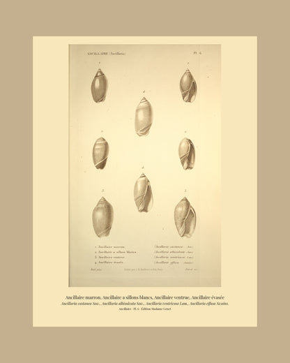 Ancillaria castanea, Ancillaria albisulcata, Ancillaria ventricosa and Ancillaria effusa — Ancillaire marron, Ancillaire a sillons blancs, Ancillaire ventrue and Ancillaire évasée, hand-engraved plate 6 from Kiener, Coquilles vivantes, Paris.