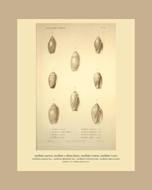 Ancillaria castanea, Ancillaria albisulcata, Ancillaria ventricosa and Ancillaria effusa — Ancillaire marron, Ancillaire a sillons blancs, Ancillaire ventrue and Ancillaire évasée, hand-engraved plate 6 from Kiener, Coquilles vivantes, Paris.