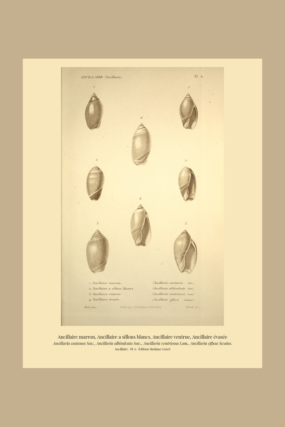 Ancillaria castanea, Ancillaria albisulcata, Ancillaria ventricosa and Ancillaria effusa — Ancillaire marron, Ancillaire a sillons blancs, Ancillaire ventrue and Ancillaire évasée, hand-engraved plate 6 from Kiener, Coquilles vivantes, Paris.