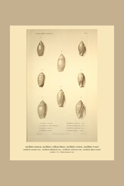 Ancillaria castanea, Ancillaria albisulcata, Ancillaria ventricosa and Ancillaria effusa — Ancillaire marron, Ancillaire a sillons blancs, Ancillaire ventrue and Ancillaire évasée, hand-engraved plate 6 from Kiener, Coquilles vivantes, Paris.