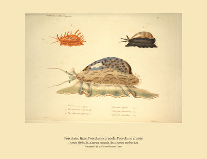 Cypræa tigris, Cypræa carneola and Cypræa nucleus — Porcelaine tigre, Porcelaine carnéole and Porcelaine grenue, hand-engraved plate 1 from Kiener, Coquilles vivantes, Paris.