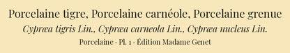 Cypræa tigris, Cypræa carneola and Cypræa nucleus — Porcelaine tigre, Porcelaine carnéole and Porcelaine grenue, hand-engraved plate 1 from Kiener, Coquilles vivantes, Paris.