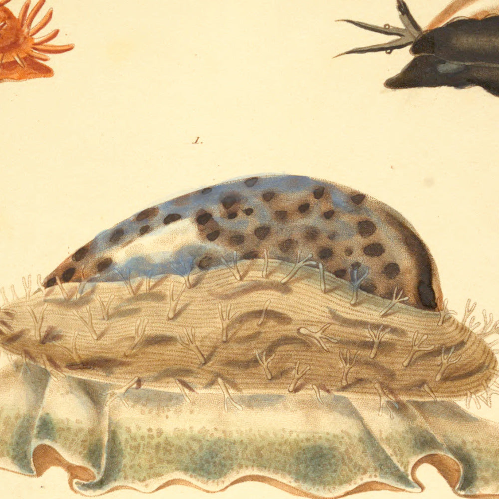 Cypræa tigris, Cypræa carneola and Cypræa nucleus — Porcelaine tigre, Porcelaine carnéole and Porcelaine grenue, hand-engraved plate 1 from Kiener, Coquilles vivantes, Paris.