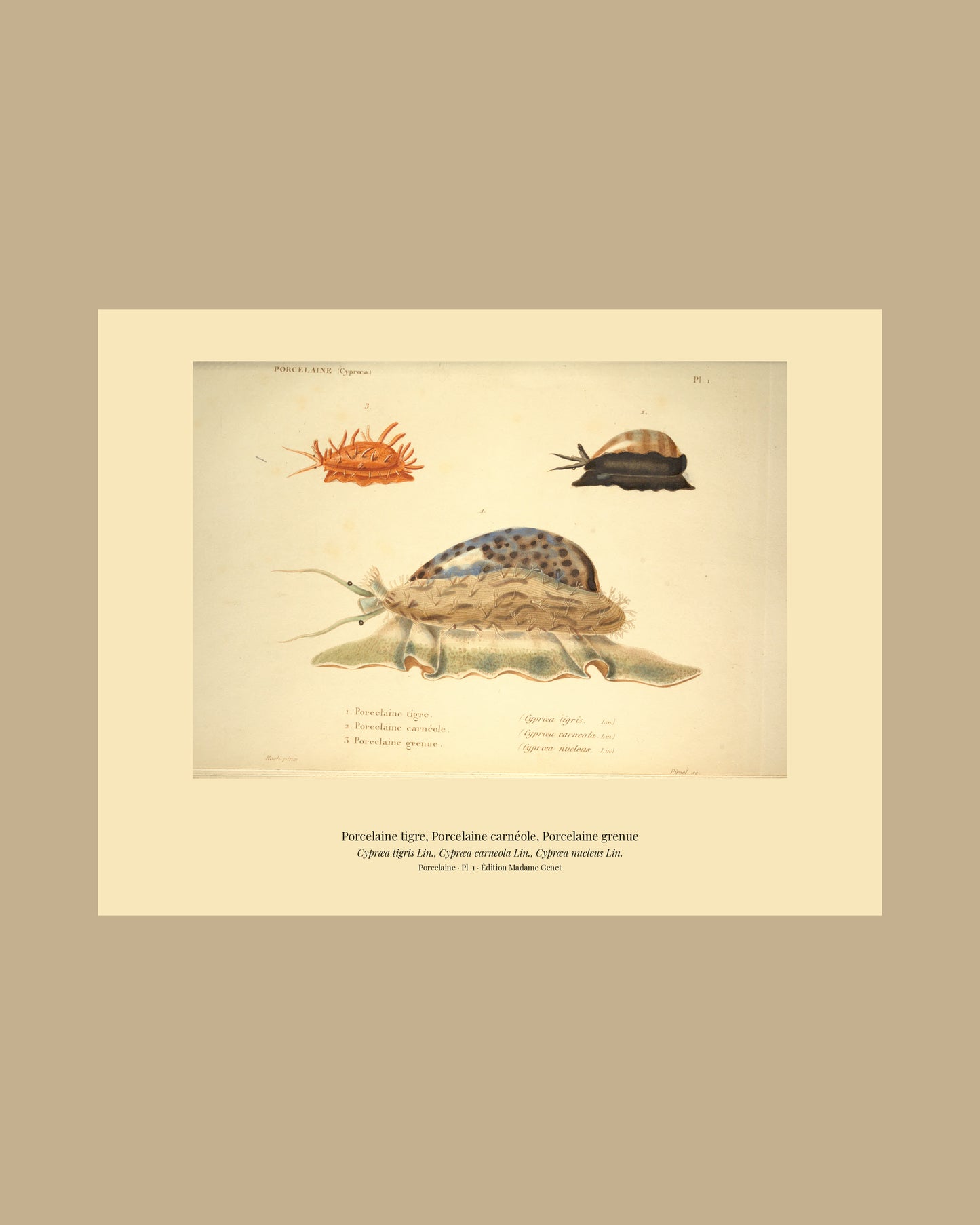 Cypræa tigris, Cypræa carneola and Cypræa nucleus — Porcelaine tigre, Porcelaine carnéole and Porcelaine grenue, hand-engraved plate 1 from Kiener, Coquilles vivantes, Paris.