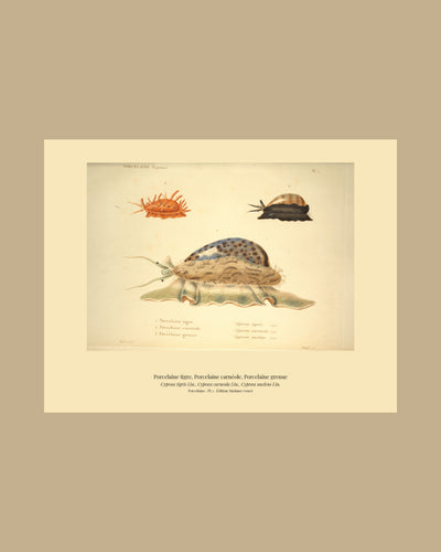 Cypræa tigris, Cypræa carneola and Cypræa nucleus — Porcelaine tigre, Porcelaine carnéole and Porcelaine grenue, hand-engraved plate 1 from Kiener, Coquilles vivantes, Paris.