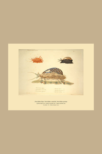Cypræa tigris, Cypræa carneola and Cypræa nucleus — Porcelaine tigre, Porcelaine carnéole and Porcelaine grenue, hand-engraved plate 1 from Kiener, Coquilles vivantes, Paris.