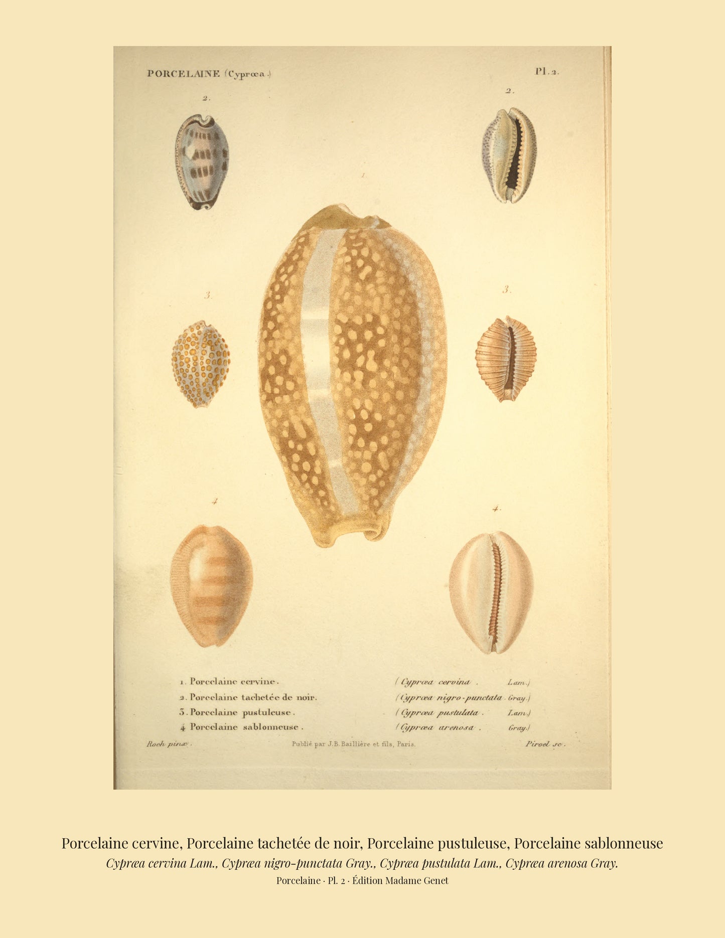 Cypræa cervina, Cypræa nigro-punctata, Cypræa pustulata and Cypræa arenosa — Porcelaine cervine, Porcelaine tachetée de noir, Porcelaine pustuleuse and Porcelaine sablonneuse, hand-engraved plate 2 from Kiener, Coquilles vivantes, Paris.