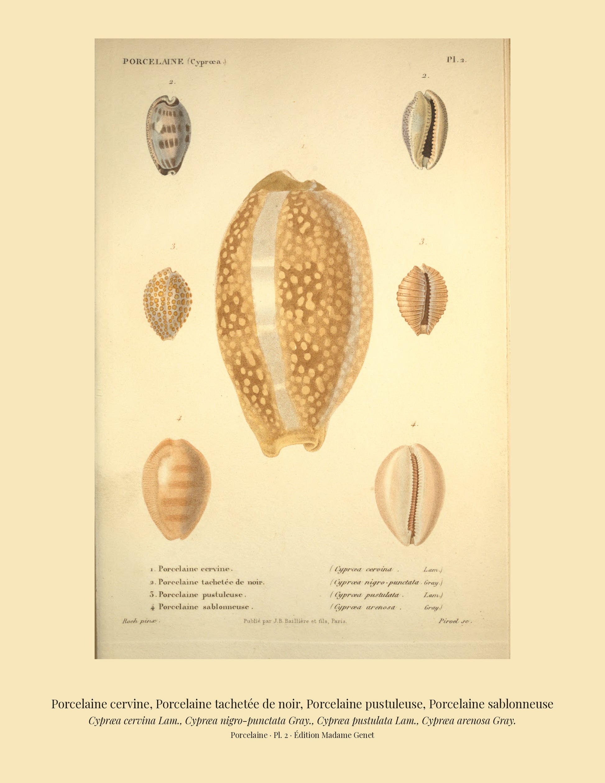 Cypræa cervina, Cypræa nigro-punctata, Cypræa pustulata and Cypræa arenosa — Porcelaine cervine, Porcelaine tachetée de noir, Porcelaine pustuleuse and Porcelaine sablonneuse, hand-engraved plate 2 from Kiener, Coquilles vivantes, Paris.
