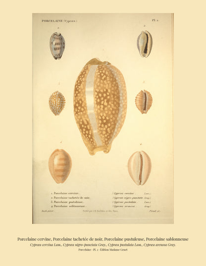 Cypræa cervina, Cypræa nigro-punctata, Cypræa pustulata and Cypræa arenosa — Porcelaine cervine, Porcelaine tachetée de noir, Porcelaine pustuleuse and Porcelaine sablonneuse, hand-engraved plate 2 from Kiener, Coquilles vivantes, Paris.