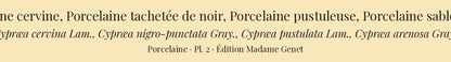 Cypræa cervina, Cypræa nigro-punctata, Cypræa pustulata and Cypræa arenosa — Porcelaine cervine, Porcelaine tachetée de noir, Porcelaine pustuleuse and Porcelaine sablonneuse, hand-engraved plate 2 from Kiener, Coquilles vivantes, Paris.