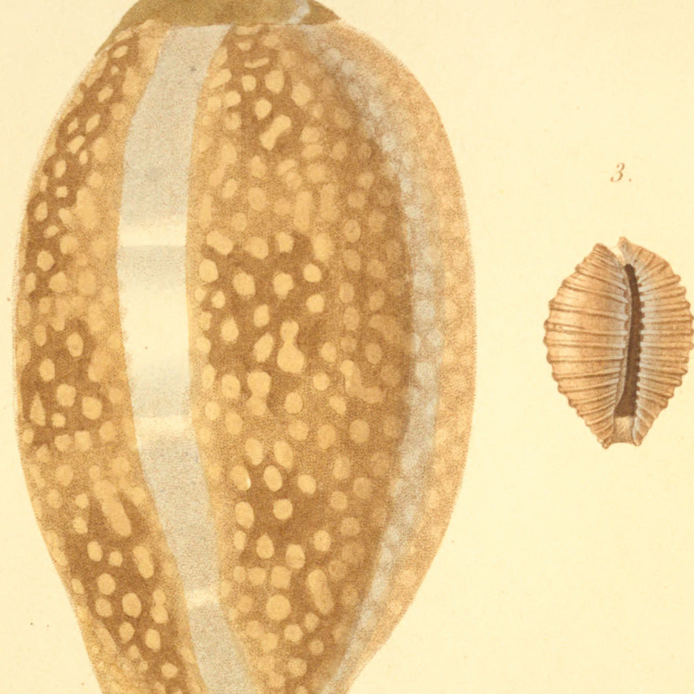 Cypræa cervina, Cypræa nigro-punctata, Cypræa pustulata and Cypræa arenosa — Porcelaine cervine, Porcelaine tachetée de noir, Porcelaine pustuleuse and Porcelaine sablonneuse, hand-engraved plate 2 from Kiener, Coquilles vivantes, Paris.