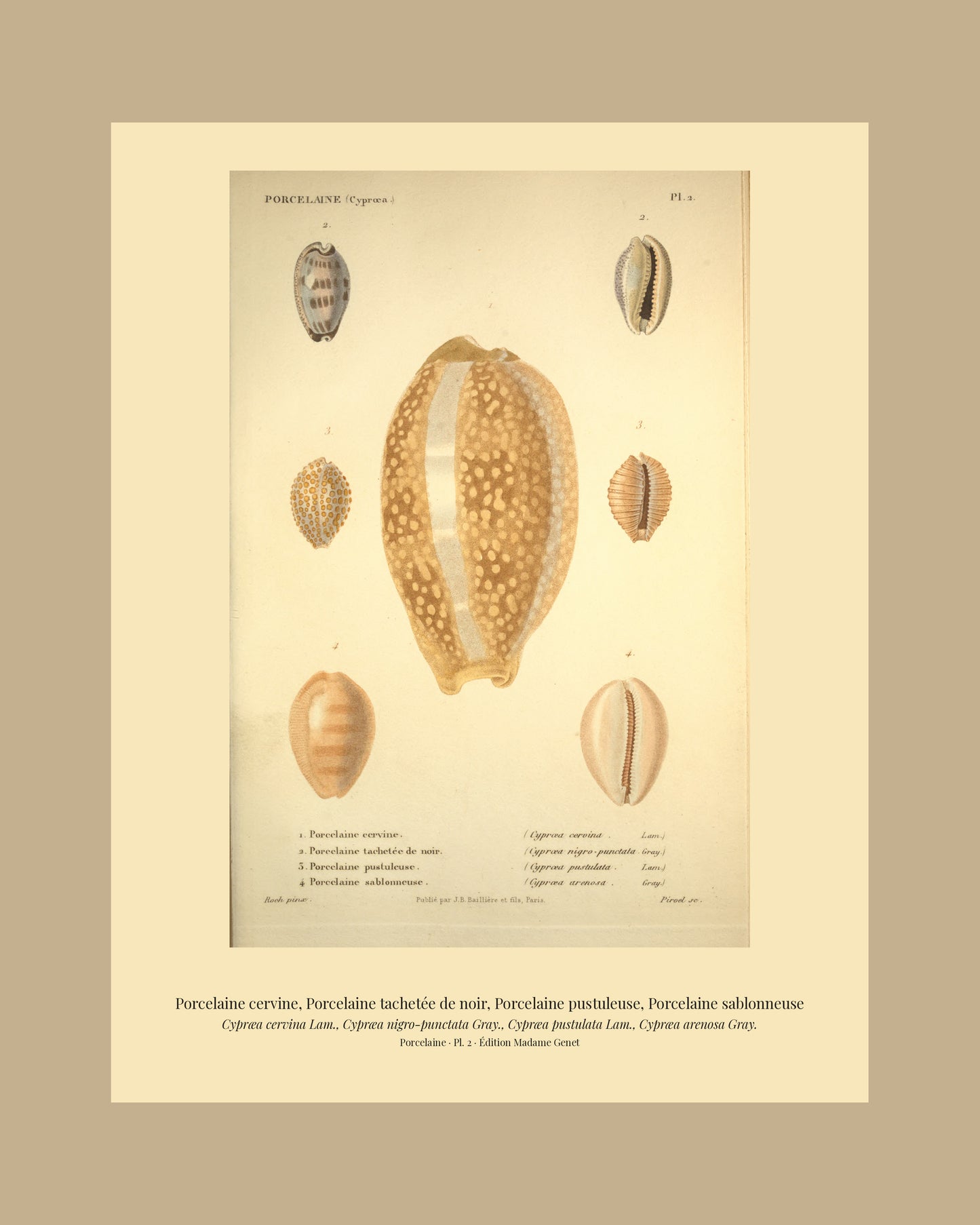 Cypræa cervina, Cypræa nigro-punctata, Cypræa pustulata and Cypræa arenosa — Porcelaine cervine, Porcelaine tachetée de noir, Porcelaine pustuleuse and Porcelaine sablonneuse, hand-engraved plate 2 from Kiener, Coquilles vivantes, Paris.