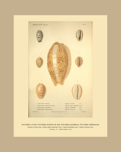 Cypræa cervina, Cypræa nigro-punctata, Cypræa pustulata and Cypræa arenosa — Porcelaine cervine, Porcelaine tachetée de noir, Porcelaine pustuleuse and Porcelaine sablonneuse, hand-engraved plate 2 from Kiener, Coquilles vivantes, Paris.