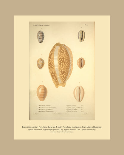 Cypræa cervina, Cypræa nigro-punctata, Cypræa pustulata and Cypræa arenosa — Porcelaine cervine, Porcelaine tachetée de noir, Porcelaine pustuleuse and Porcelaine sablonneuse, hand-engraved plate 2 from Kiener, Coquilles vivantes, Paris.