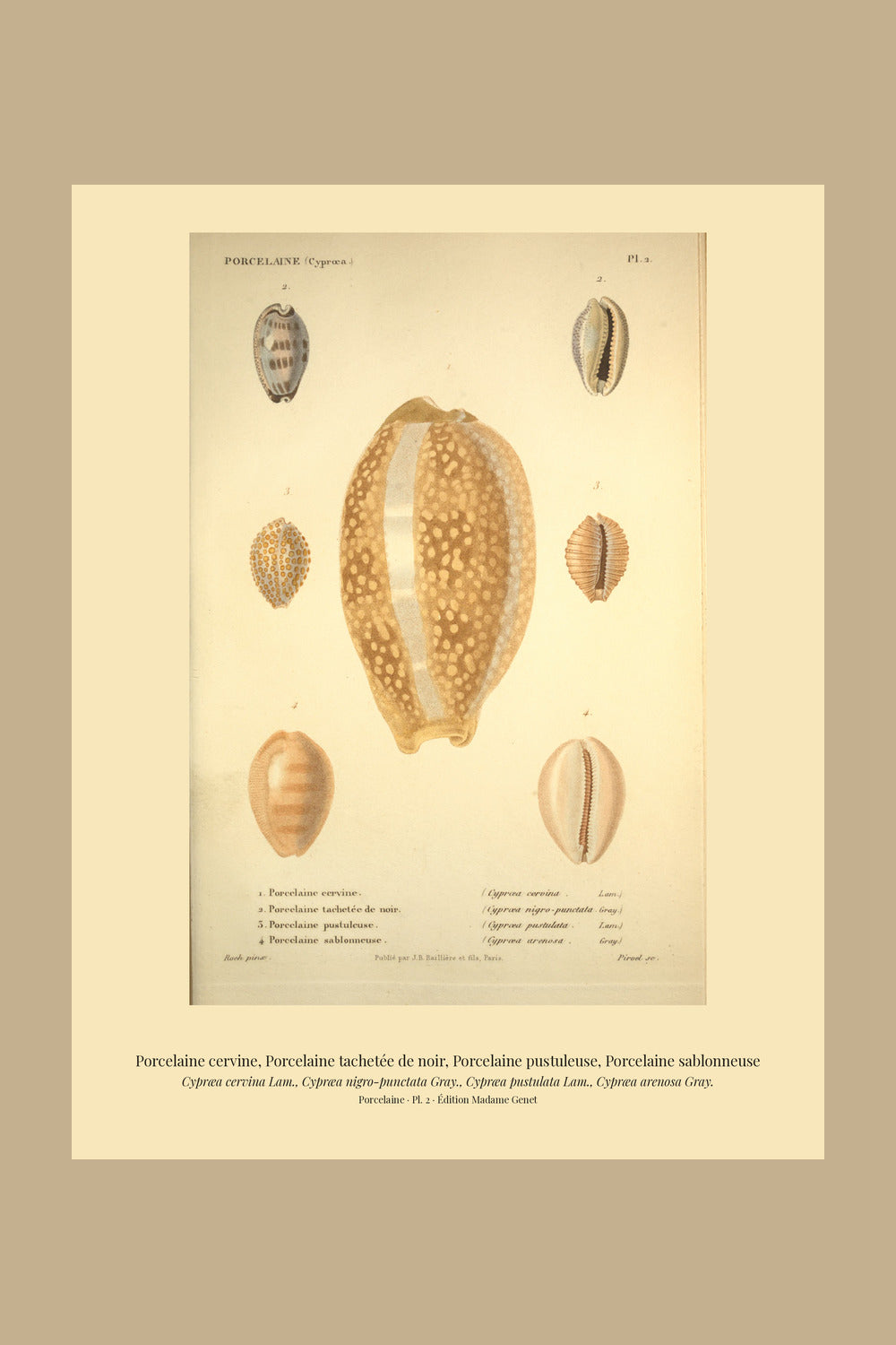 Cypræa cervina, Cypræa nigro-punctata, Cypræa pustulata and Cypræa arenosa — Porcelaine cervine, Porcelaine tachetée de noir, Porcelaine pustuleuse and Porcelaine sablonneuse, hand-engraved plate 2 from Kiener, Coquilles vivantes, Paris.