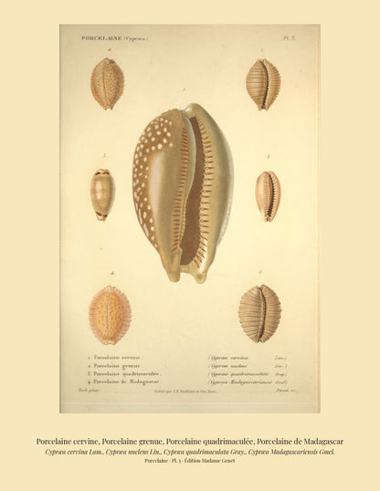 Cypræa cervina, Cypræa nucleus, Cypræa quadrimaculata and Cypræa Madagascariensis — Porcelaine cervine, Porcelaine grenue, Porcelaine quadrimaculée and Porcelaine de Madagascar, hand-engraved plate 3 from Kiener, Coquilles vivantes, Paris.