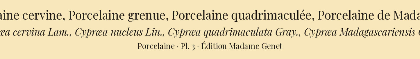 Cypræa cervina, Cypræa nucleus, Cypræa quadrimaculata and Cypræa Madagascariensis — Porcelaine cervine, Porcelaine grenue, Porcelaine quadrimaculée and Porcelaine de Madagascar, hand-engraved plate 3 from Kiener, Coquilles vivantes, Paris.