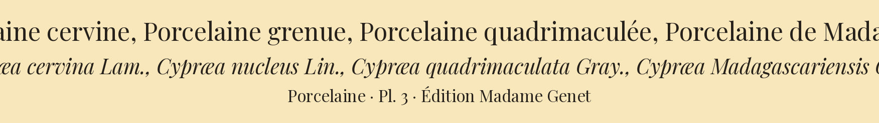 Cypræa cervina, Cypræa nucleus, Cypræa quadrimaculata and Cypræa Madagascariensis — Porcelaine cervine, Porcelaine grenue, Porcelaine quadrimaculée and Porcelaine de Madagascar, hand-engraved plate 3 from Kiener, Coquilles vivantes, Paris.