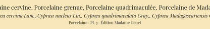 Cypræa cervina, Cypræa nucleus, Cypræa quadrimaculata and Cypræa Madagascariensis — Porcelaine cervine, Porcelaine grenue, Porcelaine quadrimaculée and Porcelaine de Madagascar, hand-engraved plate 3 from Kiener, Coquilles vivantes, Paris.