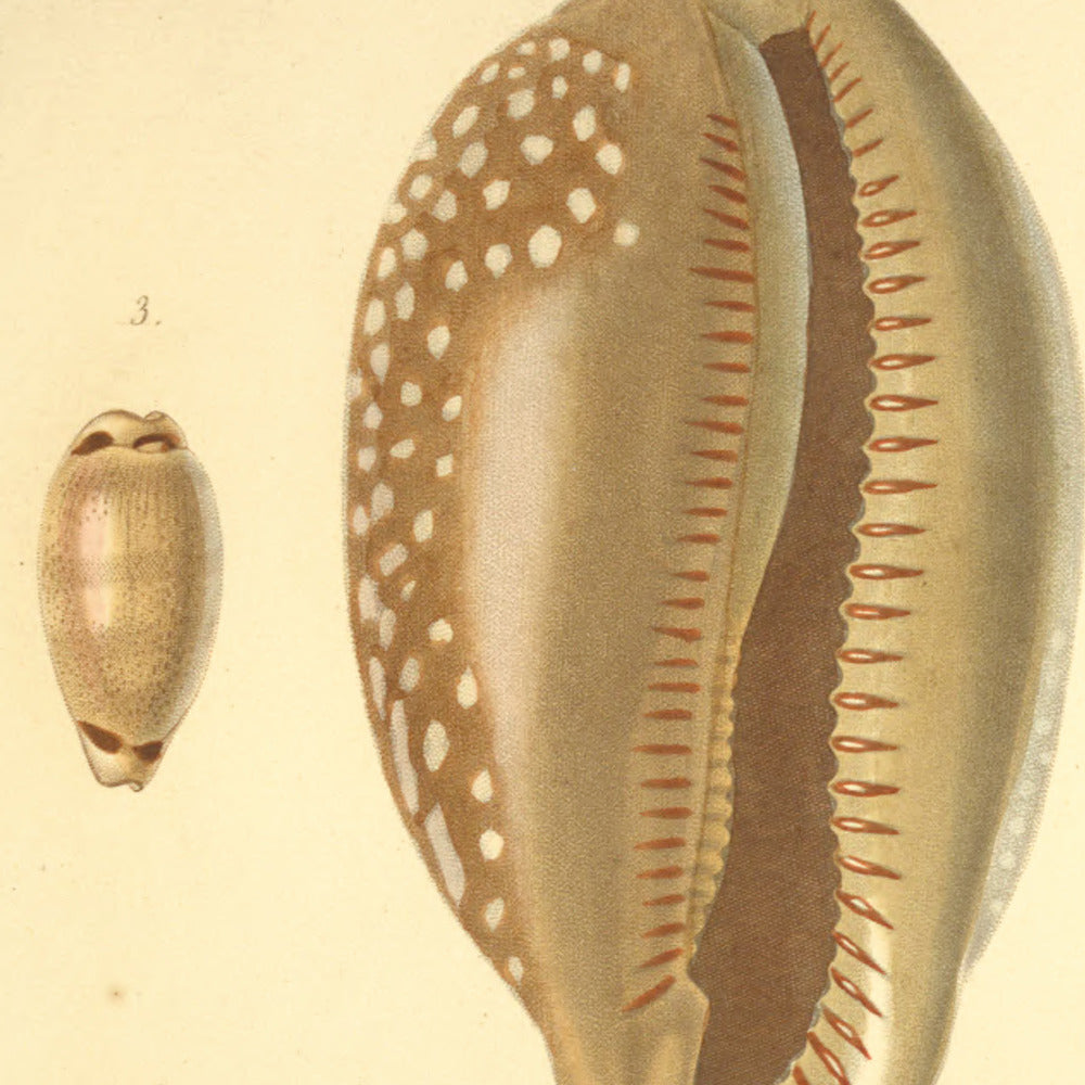 Cypræa cervina, Cypræa nucleus, Cypræa quadrimaculata and Cypræa Madagascariensis — Porcelaine cervine, Porcelaine grenue, Porcelaine quadrimaculée and Porcelaine de Madagascar, hand-engraved plate 3 from Kiener, Coquilles vivantes, Paris.